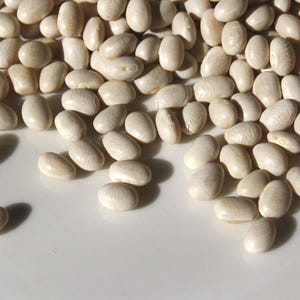 Otebo, Dry Bush bean, Japanese Organic Heirloom Garden Bean Seeds - Non-GMO, Open Pollinated Vegetable Seed Packets for Container Gardening