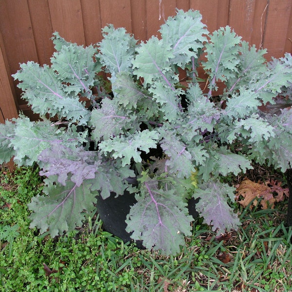 Red Russian Kale / Heirloom Seeds - Open Pollinated Gardening Vegetable Seeds Gardening Non-GMO