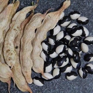 May include: A group of dried bean pods with black and white beans scattered around them. The pods are light brown and have a wrinkled texture. The beans are a mix of black and white.