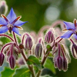 Borage, Herb, Heirloom Seeds, Bee Attractor Culinary & Medicinal Edible Flower Non-GMO, Open Pollinated Seed Packets for Container Gardening