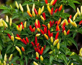 Tennessee Spice Hot Pepper Seeds: Organic Heirloom Vegetable