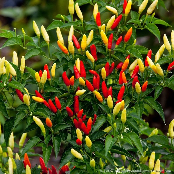Tennese Spice Hot Pepper- rare Tennesee heirloom hot pepper seeds - naturally and organically grown Non GMO open pollinated spicy