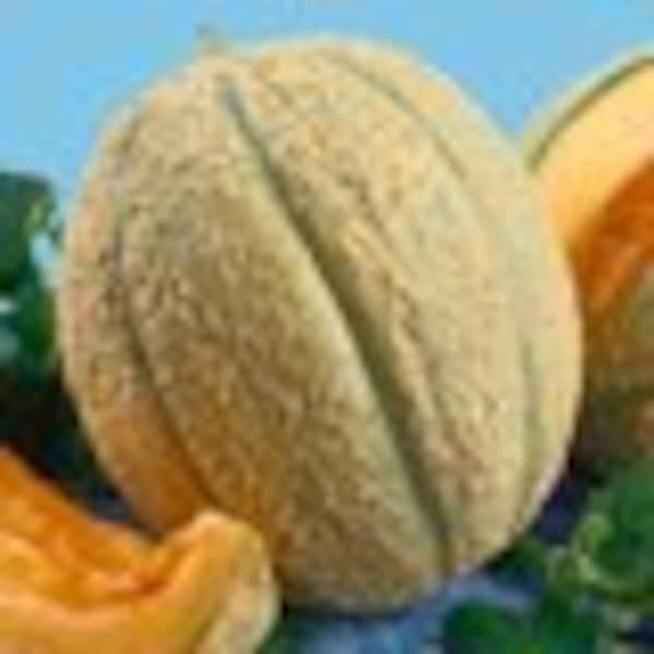 Schoon's Hard Shell Heirloom Muskmelon seeds- NonGMO Open Pollinated- Apricot Fleshed Musk Melon- Sweet Tasty Melon