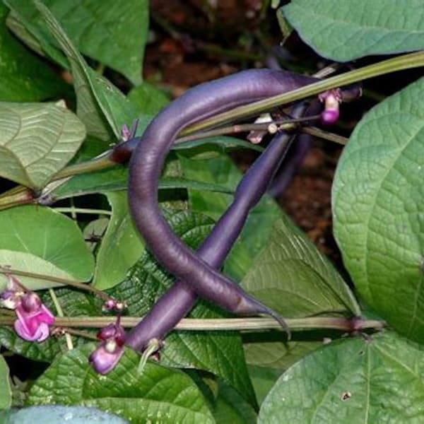 Beans - Purple Podded Pole Beans - Heirloom Garden Seed - Non-GMO - Stringless Fresh Beans Flavor Open Pollinated Gardening - Heirloom Seeds