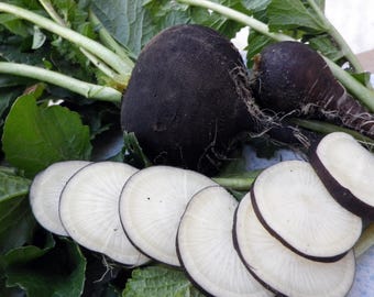 Black Spanish Radish Seeds: Heirloom Winter Vegetable, Non-GMO