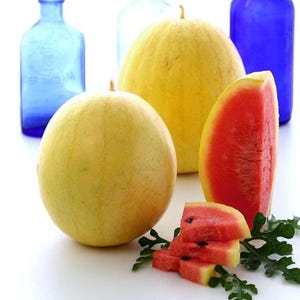 Golden Midget, Watermelon, Organic Heirloom Garden Seeds - Non-GMO, Open Pollinated Vegetable Seed Packets for Container Gardening