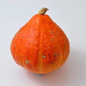Potimarron, Winter Squash,  Heirloom Garden Seeds Open Pollinated Container Gardening Vegetable Seeds Non-GMO Seed Packets Courge Châtaigne