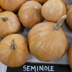 10+ Seminole, Pumpkin/Winter Squash, Rare Native Seminole Organic Heirloom Garden Seeds - Non-GMO, Open Pollinated Vegetable Seed Packets