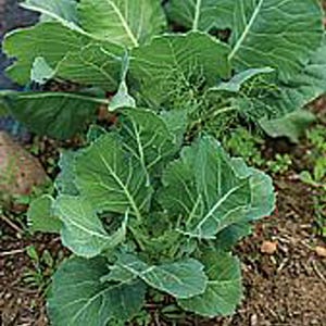 Premier, Kale, Heirloom Garden seeds Open Pollinated Container Gardening Vegetable Seeds Non-GMO aka Early Hanover Kale