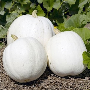 White Queen Pumpkin Seeds- Heirloom Seeds - Gardening Non-GMO- White decorative ornamental pumpkin