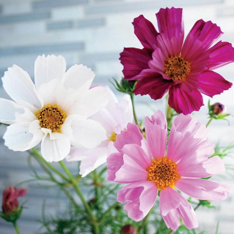 May include: Three cosmos flowers in bloom. One flower is white, one is pink, and one is a deep magenta.