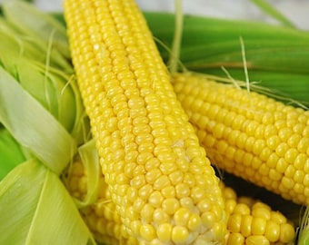 Corn - Buhl - Sweet Corn Seed- Heirloom hard to find productive sweet corn-  Naturally Grown Open Pollinated Gardening Non-GMO