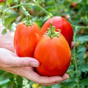 Pu&ograve; includere: Tre pomodori rossi di forma ovale nelle mani di una persona. I pomodori sono maturi e hanno una finitura lucida.