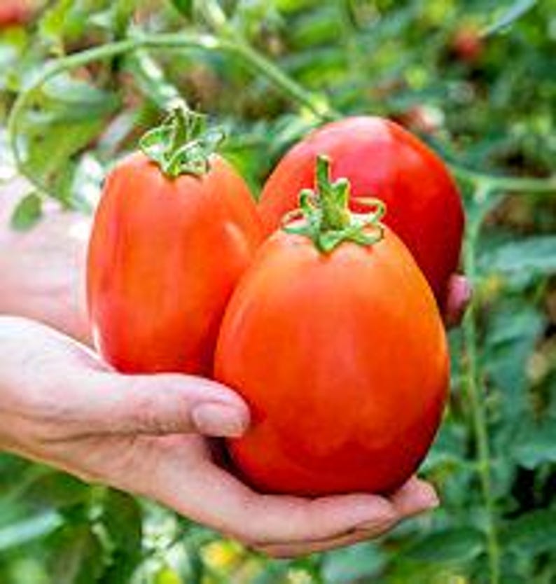 Pu&ograve; includere: Tre pomodori rossi di forma ovale nelle mani di una persona. I pomodori sono maturi e hanno una finitura lucida.