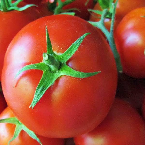 Tomato - St. Pierre - French Heirloom Slicing Tomato - 20+ heirloom seeds - Grown to Organic Standards Open Pollinated Gardening Non-GMO