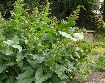 Good King Henry Seeds, Perennial, Food Forest, Blitum Bonus-Henricus (formerly Chenopodium)