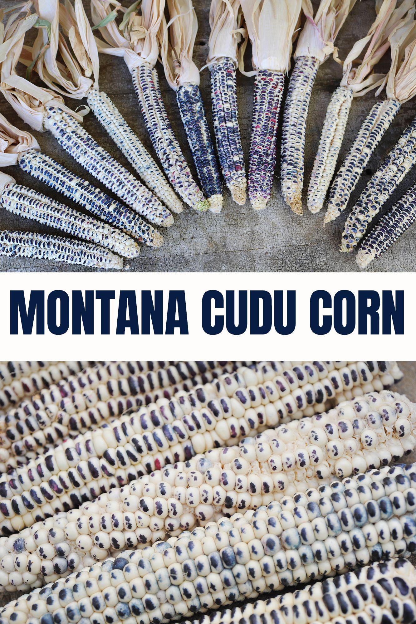 Montana Cudu Flour Corn Seeds: Heirloom Open Pollinated, Native ...