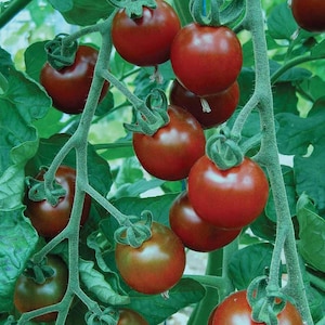 Garnet, cherry tomato, 20+ Heirloom Garden Seeds Open Pollinated Container Gardening Organic Vegetable Seeds Non-GMO Seed Packets