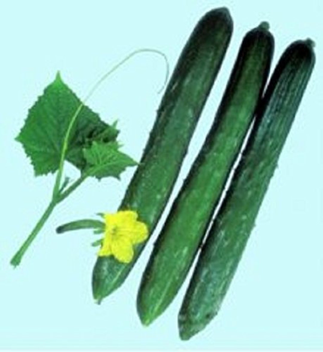 Cucumber Japanese Climbing Cucumber Seeds Japanese Heirloom Garden Non
