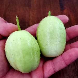 Crystal Apple, Cucumber, Heirloom Garden Seeds Open Pollinated Container Gardening Organic Vegetable Seeds Non-GMO Seed Packet Apple Hhaped