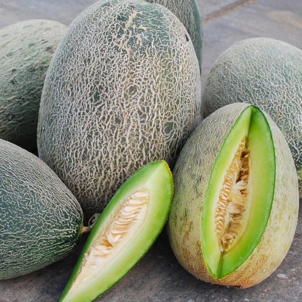 Bateekh Samara Melon Seeds- Rare northern Iraqi heirloom melon- grown for over 1,000 years- open pollinated Non-GM0 seed- desert treasure