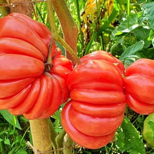 Mushroom Basket, Tomato, Heirloom Garden Seeds Open Pollinated Container Gardening Organic Vegetable Seeds Non-GMO Seed Packet Pleated Shape