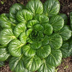 Rosette Tatsoi, Chinese Cabbage, Rare Organic Heirloom Garden Seed - Non-GMO, Open Pollinated Vegetable Seed Packets for Container Gardening