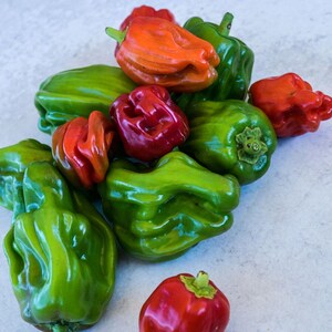 Criolla di Cochina, Sweet Pepper, Organic Heirloom Garden Seeds - Non-GMO, Open Pollinated Vegetable Seed Packets for Container Gardening