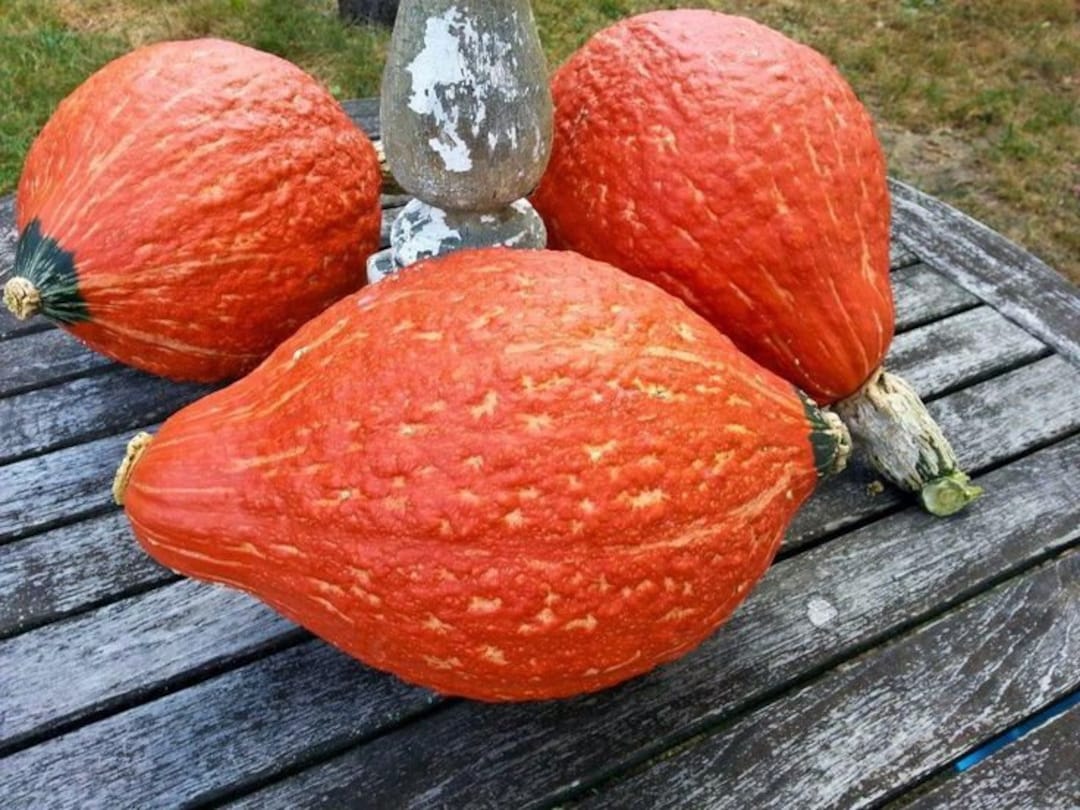 Winter Squash Boston Marrow Squash Seeds New England Heirloom Winter