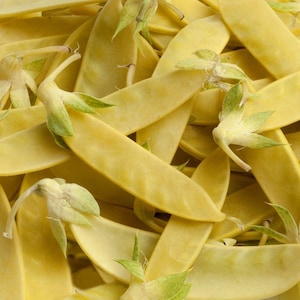 Golden Sweet, Snow Pea, Heirloom Garden Seeds Open Pollinated Container Gardening Vegetable Seeds Non-GMO Seed Packets Indian Heirloom