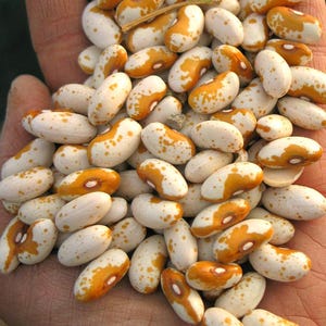 25+ Jacob&#39;s Gold, Dry Bush Bean, Organic Heirloom Garden Seeds - Non-GMO, Open Pollinated Vegetable Seed Packets for Container Gardening