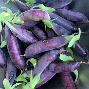 Royal Snap 11, Purple Snap Pea Seeds, Heirloom Garden Seeds - Non-GMO, Open Pollinated Vegetable Seed Packets for Container Gardening