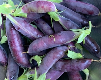 Purple Snap Pea Seeds: Heirloom Royal Snap 11, Non-GMO