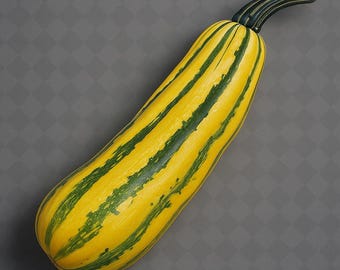 Giallo de Italia Italian Squash Seeds: Italian Heirloom Organic Non Gmo