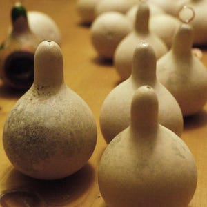 Tennesee Dancing, Gourd, Spinning Gourd Heirloom Garden Seed Open Pollinated Container Gardening Organic Vegetable Seeds Non-GMO Seed Packet