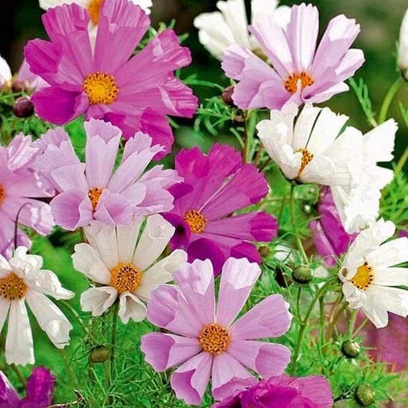 May include: A close-up of a cluster of pink, white, and purple cosmos flowers in bloom. The flowers have delicate petals and yellow centers.