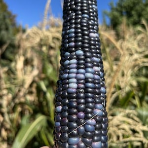 Papa&#39;s Blue, Flour Corn, Heirloom Garden Seeds Open Pollinated Container Gardening Organic Vegetable Seeds Non-GMO Seed Packets Blue corn