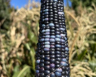 May include: A close-up of an ear of blue corn. The kernels are a deep blue with purple and white hues. The corn is held in a hand, with the husk partially removed.