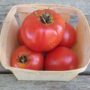 Legend, Beefsteak Tomato, 20+ Heirloom Garden Seeds Open Pollinated Container Gardening Organic Vegetable Seeds Non-GMO Seed Packets Early