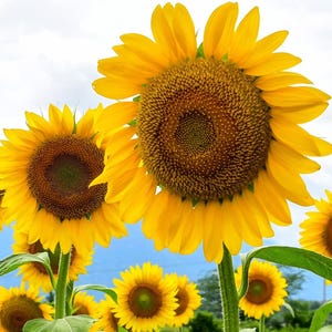 Mammoth Grey Stripe, Sunflower, Heirloom Flower Garden Seeds - Non-GMO, Open Pollinated Vegetable Seed Packets for Container Gardening