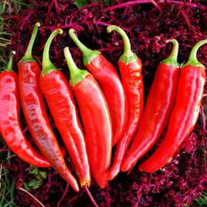 Guajillo Mirasol, Hot Pepper, Organic Mexican Heirloom Garden Seeds - Non-GMO, Open Pollinated Vegetable Seed Packs for Container Gardening