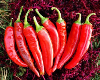 Guajillo Chile Pepper Seeds: Organic Mexican Heirloom, Open Pollinated