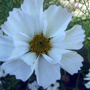 May include: A white cosmos flower with a yellow center. The flower has many petals and is in full bloom.