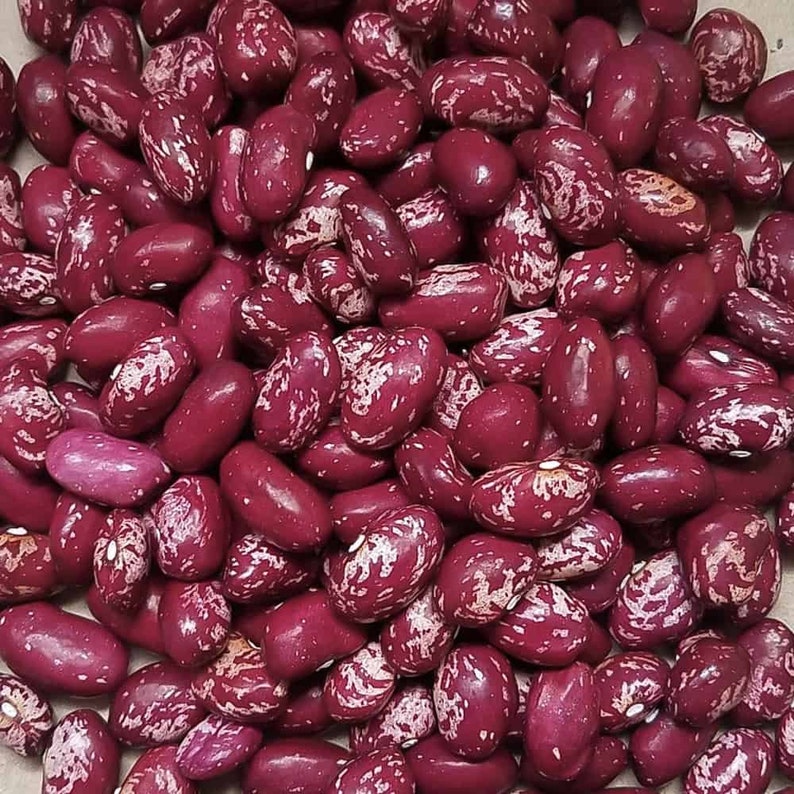 MountainRiverSeed Whipple Bush Bean Seeds - Thumbnail 3