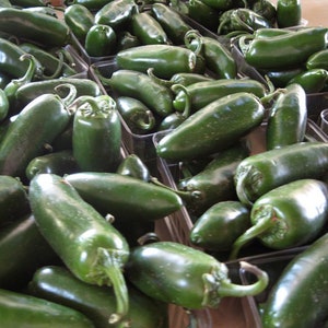 Jalapeno, Hot Pepper, Organic Heirloom Garden Seeds - Non-GMO, Open Pollinated Vegetable Seed Packets for Container Gardening