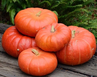 Rouge Vif D'Etampes Pumpkin Seeds: Heirloom Cinderella Squash, Open Pollinated