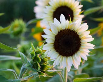 Italian White, Sunflower, Organic Heirloom Flower Garden Seeds - Non-GMO, Open Pollinated Sunflower Seed Packets for Container Gardening