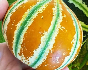 Kajari Melon Seeds, Cucumis Melo, Rare Indian Delhi Heirloom Melon