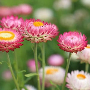 Strawflower, Dwarf Mix Heirloom Seeds - Flower Seeds, Cut Flower, Dried Flower, Everlasting Flower, Flower Mix, Dwarf Flowers, Non GMO