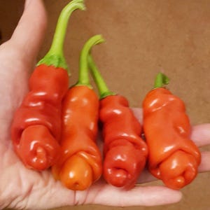 Red Peter, Hot Pepper, Heirloom Garden Seeds Open Pollinated Container Gardening Organic Vegetable Seeds Non-GMO Seed Packets Ornamental